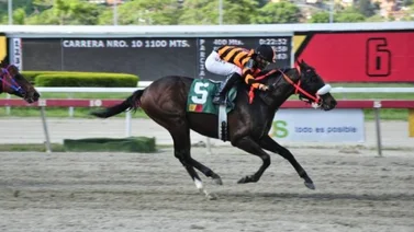 El Stud La Gran Fortaleza llegó para quedarse