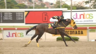El Stud La Vieja quiere seguir la racha con Hermano Juancho