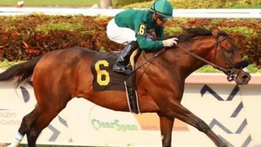 Jesus'Team va por la conquista  de la Pegasus World Cup
