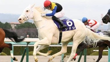 Sodashi con todo en regla para buscar la Triple Corona Japonesa