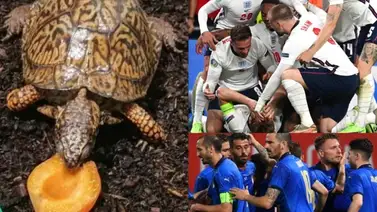 ¿Qué pronóstico tiene la tortuga Sigmund sobre la final de la Eurocopa? ¿Qué pronóstico tiene la tortuga Sigmund sobre la final de la Eurocopa?