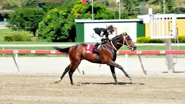 Hay 11 carreras para este domingo en La Rinconada