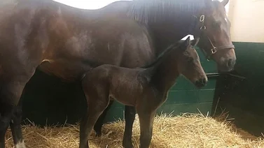 Primer hijo de Gunnevera está en Ocala