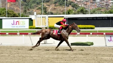 Así marchan las estadísticas en el hipódromo La Rinconada