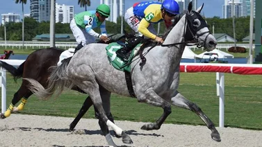 Junior Alvarado tiene el mando del actual meeting en Gulfstream Park