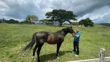 King Angelus es la esperanza del Haras Nuevo Color