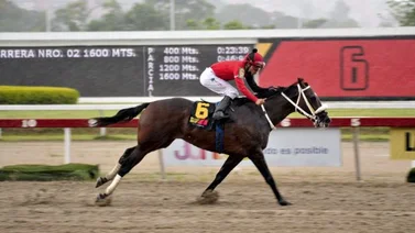 Gran Pepe busca el mejor lote de La Rinconada tras salir de perdedores