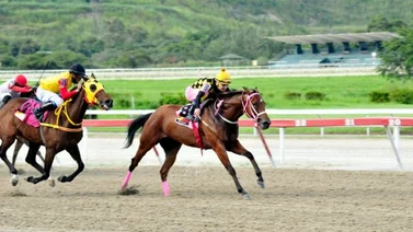 Pantallera reaparece en La Rinconada bajo averiguación