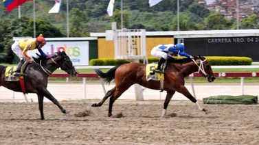 ¿Cuáles son las condiciones de las carreras en la Serie Hípica del Caribe?
