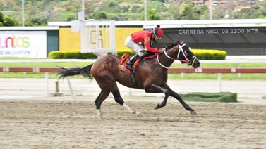Templario con todo en orden para su cuarto triunfo en La Rinconada