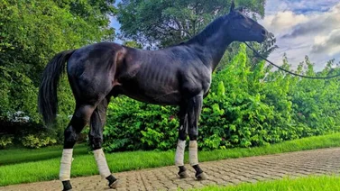 Los Samanes presentan a los futuros campeones del hipismo nacional