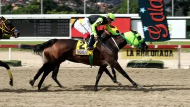 ¿Cuándo fue la última vez que una yegua ganó el Clásico Internacional Simón Bolívar en La Rinconada? ¿Cuándo fue la última vez que una yegua ganó el Clásico Internacional Simón Bolívar en La Rinconada?