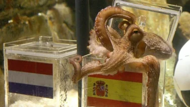 Hace 12 años el fútbol perdió al Pulpo Paul, el vidente del Mundial 2010 (+Tweet)