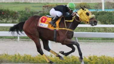 Emisael Jaramillo: El rey del caribe