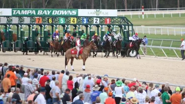 Datos de las carreras americanas (Simulcast Tampa Bay Downs 26/11/2022)