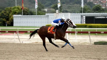 Patriley con todo listo para conquistar su tercera victoria en el hipódromo La Rinconada