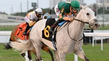 Junior Alvarado con ocho montas entre sábado y domingo en Gulfstream Park