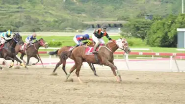 Muere caballo ganador del Clásico Internacional Simón Bolívar Muere caballo ganador del Clásico Internacional Simón Bolívar
