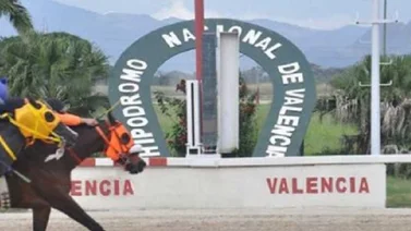 Un total de 23 ejemplares fueron retirados en el Hipódromo de Valencia