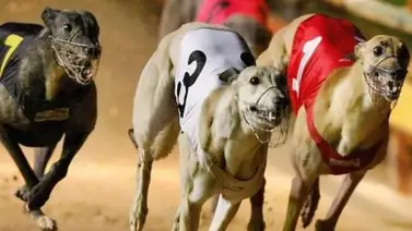 Carreras de galgos vs. caballos Carreras de galgos vs. caballos