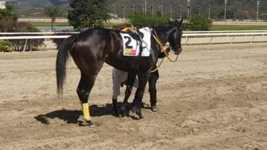 Philomena a seguir con su racha ganadora en el Clásico Hípica Nacional GI