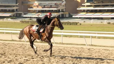 Esta yunta espera debutar con triunfo en La Rinconada