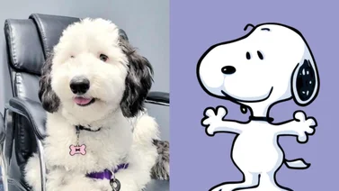 ¡Awww! Te derretirás de amor con Bayley, la doble de Snoopy