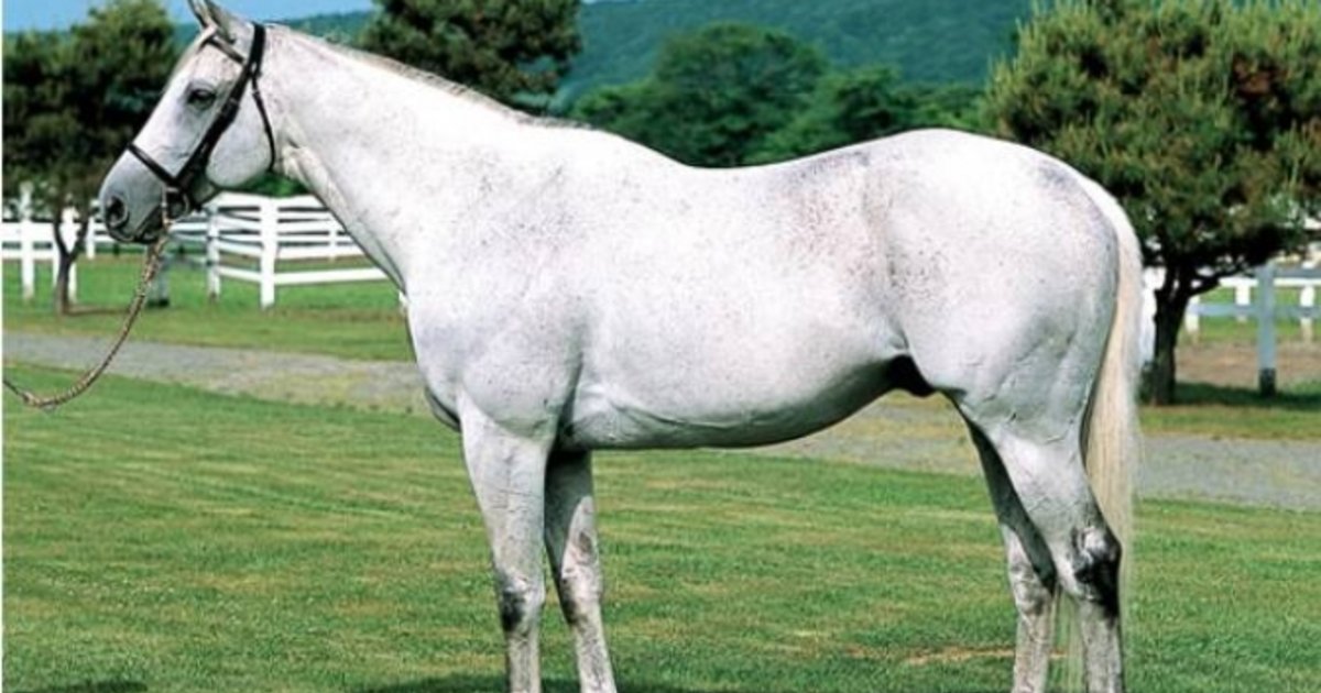 ¿Sabías qué el caballo ganador del Kentucky Derby 1997 sigue vivo