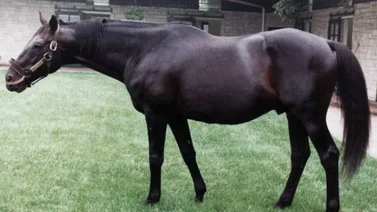 Este caballo corrió en menos de dos minutos el Kentucky Derby sin haberlo ganado