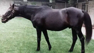 Este caballo corrió en menos de dos minutos el Kentucky Derby sin haberlo ganado Este caballo corrió en menos de dos minutos el Kentucky Derby sin haberlo ganado