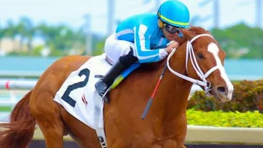 ¿Sabías qué el potro Mage tiene en su pedigrí a dos ganadores del Kentucky Derby?