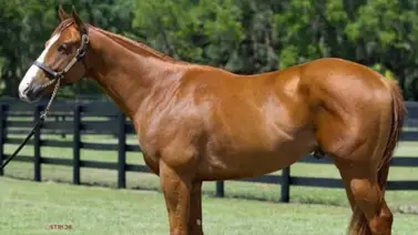 Conoce otra increíble coincidencia que favorece a Mage en el Preakness Stakes 2023 Conoce otra increíble coincidencia que favorece a Mage en el Preakness Stakes 2023