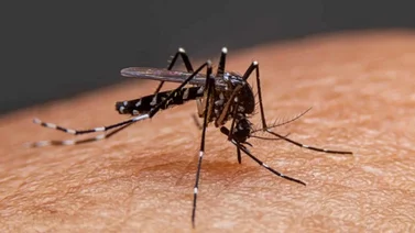 Fuertes lluvias causan brote de Dengue en Venezuela