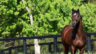 Murió el ganador más costoso del Kentucky Derby a los 26 años