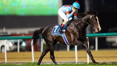 Conoce aquí la próxima carrera del mejor caballo del mundo