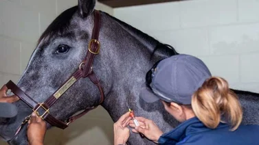 Veterinario cometió un error al utilizar un medicamento y salió multado
