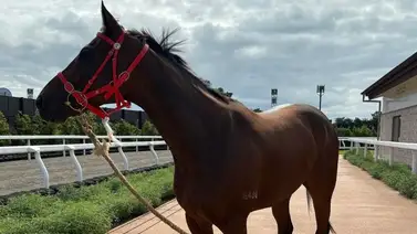 El mejor caballo y el mejor jinete del mundo ganaron juntos el pase a la Breeders´Cup Mile 2024 El mejor caballo y el mejor jinete del mundo ganaron juntos el pase a la Breeders´Cup Mile 2024