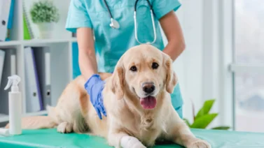 Parvovirus en perros: qué es y cómo prevenirlo