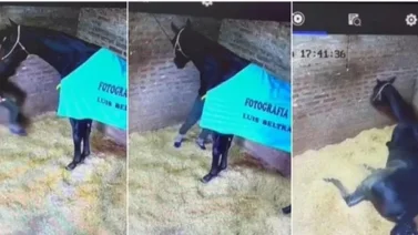 Jockey cuidador asesina caballo valorado en $30.000 