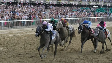 A Gaffalione lo bajan de Sierra Leone y mira el ejemplar que montará ahora en el Belmont Stakes
