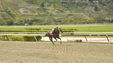 Clásico Hipódromo La Rinconada abre la Triple Corona de yeguas Clásico Hipódromo La Rinconada abre la Triple Corona de yeguas
