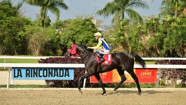 Conoce este importante dato sobre el caballo El de Froix