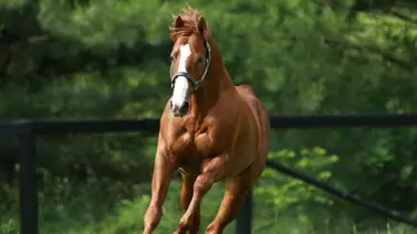 Estas son las hijas de Galileo que han sido servidas por Justify este año Estas son las hijas de Galileo que han sido servidas por Justify este año