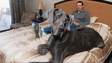 4 razas de perros grandes para resguardar tu casa