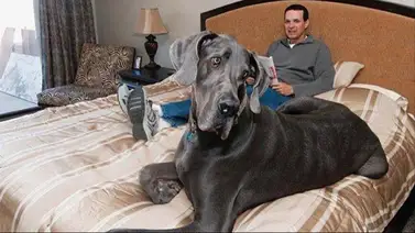 4 razas de perros grandes para resguardar tu casa 4 razas de perros grandes para resguardar tu casa