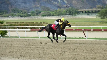 Mira el excelente ajuste de Brown Sugar en La Rinconada