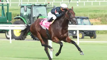 Yegua latinoamericana se enfrenta a 8 europeas y 4 norteamericanas este viernes Yegua latinoamericana se enfrenta a 8 europeas y 4 norteamericanas este viernes