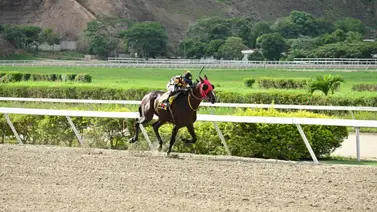 Mira quienes han sido los entrenadores del Stud “M.M” en los últimos años Mira quienes han sido los entrenadores del Stud “M.M” en los últimos años