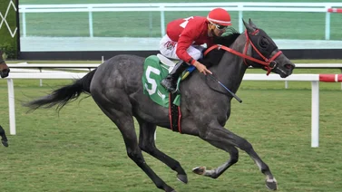 Histórica superfecta venezolana en este hipódromo de Estados Unidos