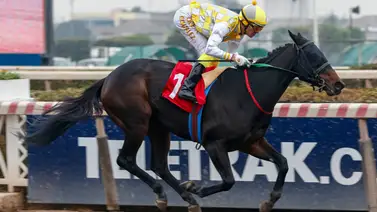 Yegua latina gana preñada por Arcangelo y con jockey boricua en Estados Unidos Yegua latina gana preñada por Arcangelo y con jockey boricua en Estados Unidos